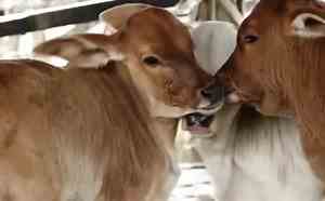 Vaca dá à luz três filhotes em caso raríssimo; caso ocorreu no Sudoeste baiano