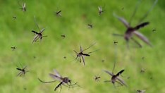 Bahia tem 269 municípios em epidemia de Dengue; Sudoeste concentra 44% dos casos