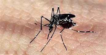 Brasil ultrapassa 1,5 milhão de casos de dengue em 2024; mais de 390 mortes foram registradas pela doença