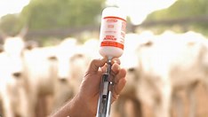 Prazo para vacinação contra a febre aftosa vai até 31 de dezembro na Bahia