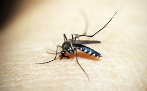 Brasil já ultrapassa 1.500 mortes por dengue em 2024
