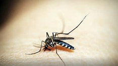 Ministério da Saúde intensificará mobilização contra dengue no Brasil