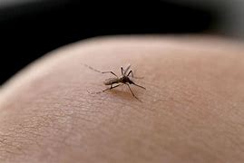 Brasil registra mais de 800 mortes por dengue em 2024